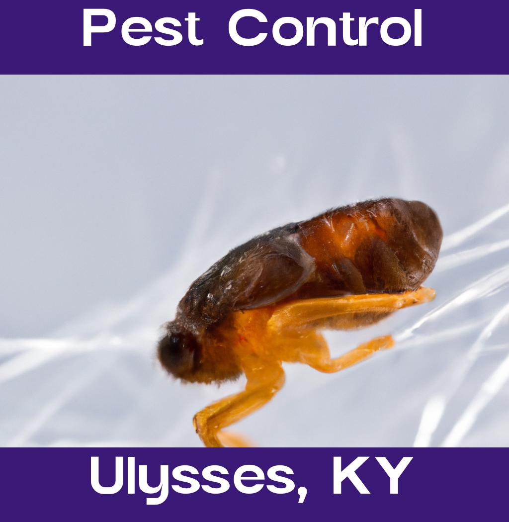 pest control in Ulysses Kentucky