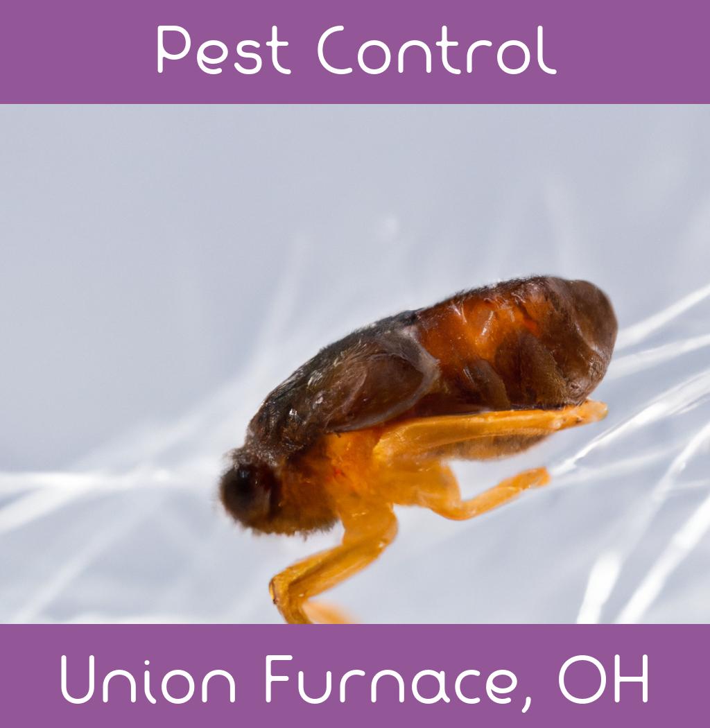 pest control in Union Furnace Ohio