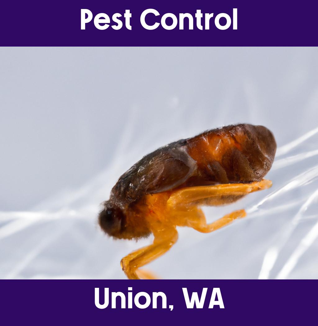 pest control in Union Washington