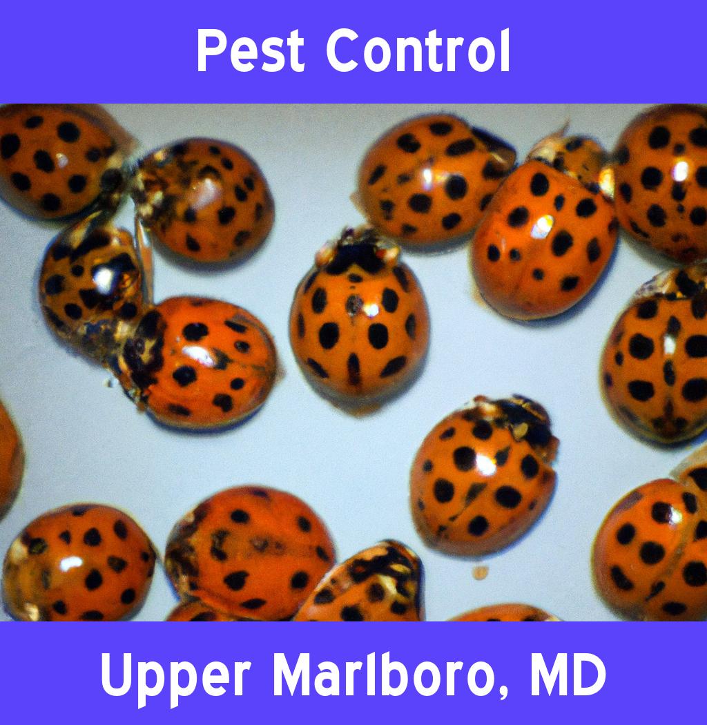 pest control in Upper Marlboro Maryland