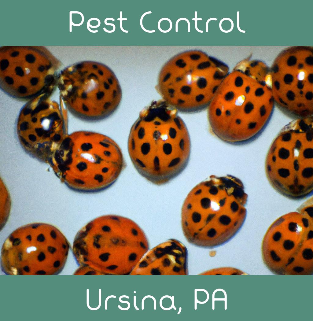 pest control in Ursina Pennsylvania