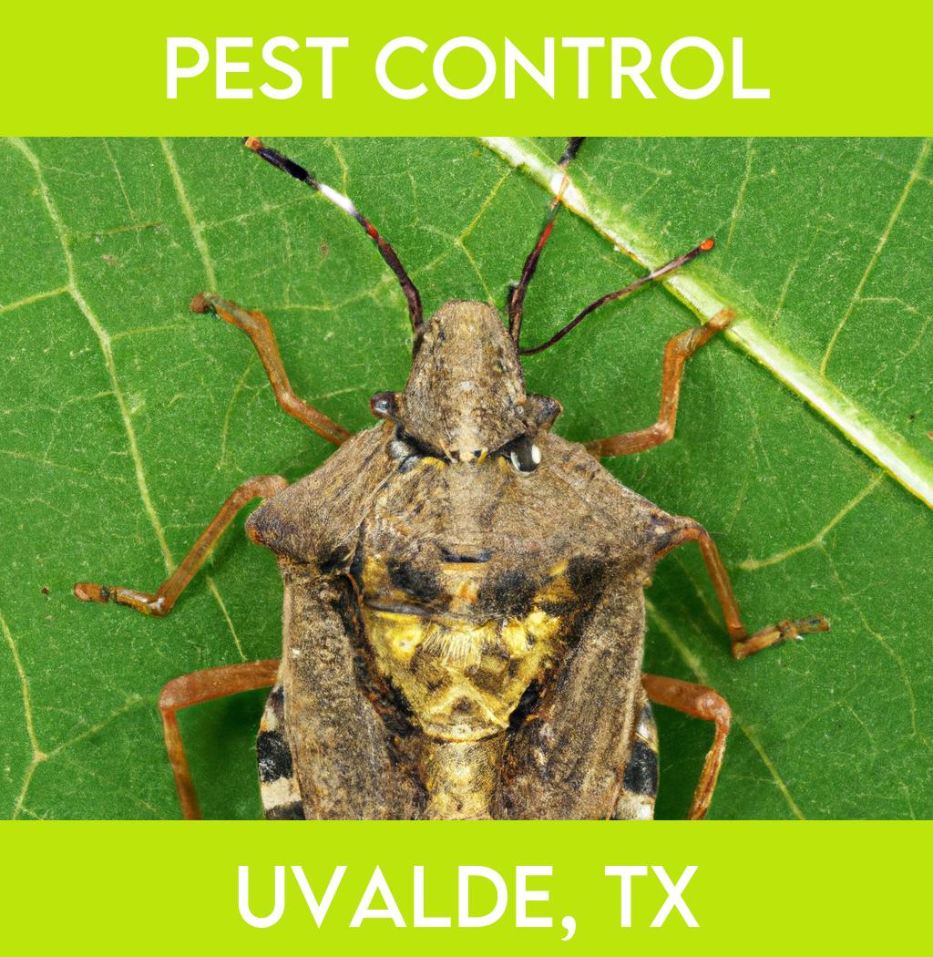 pest control in Uvalde Texas