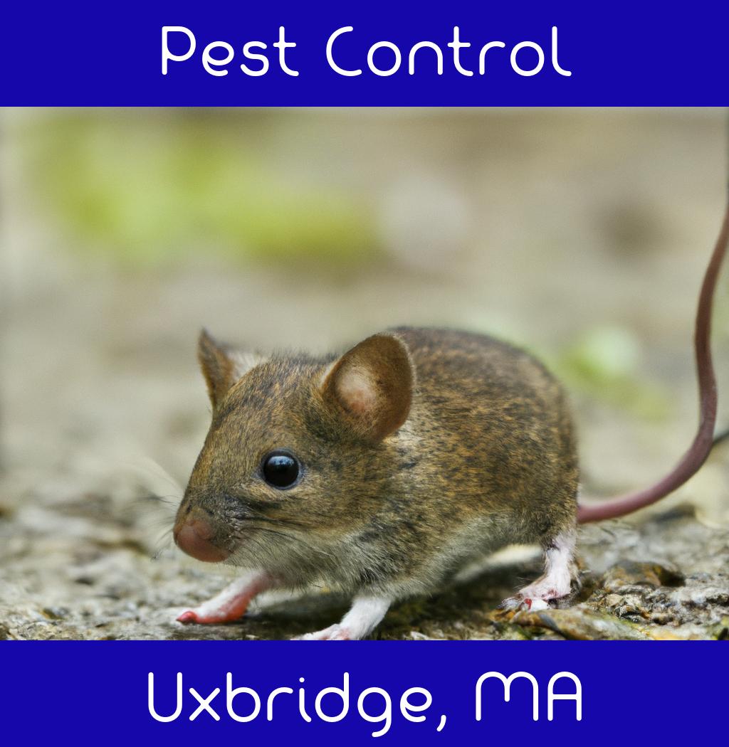 pest control in Uxbridge Massachusetts