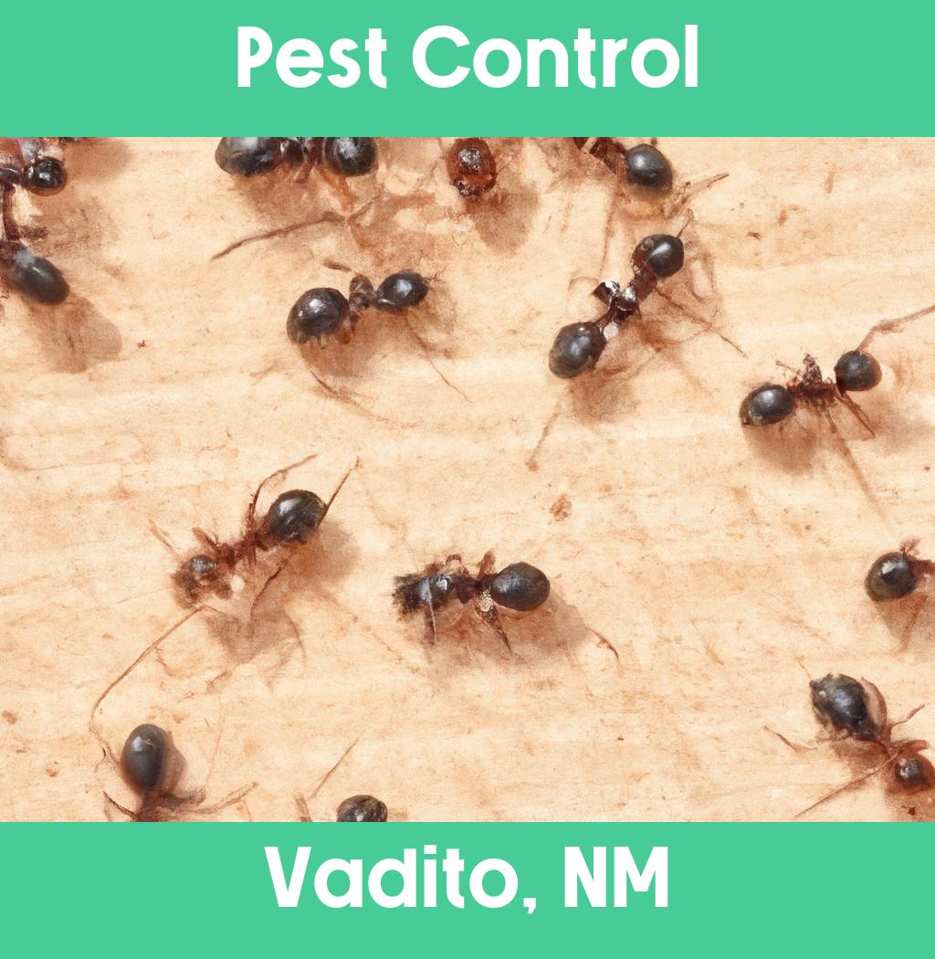 pest control in Vadito New Mexico