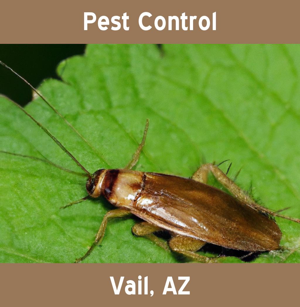 pest control in Vail Arizona