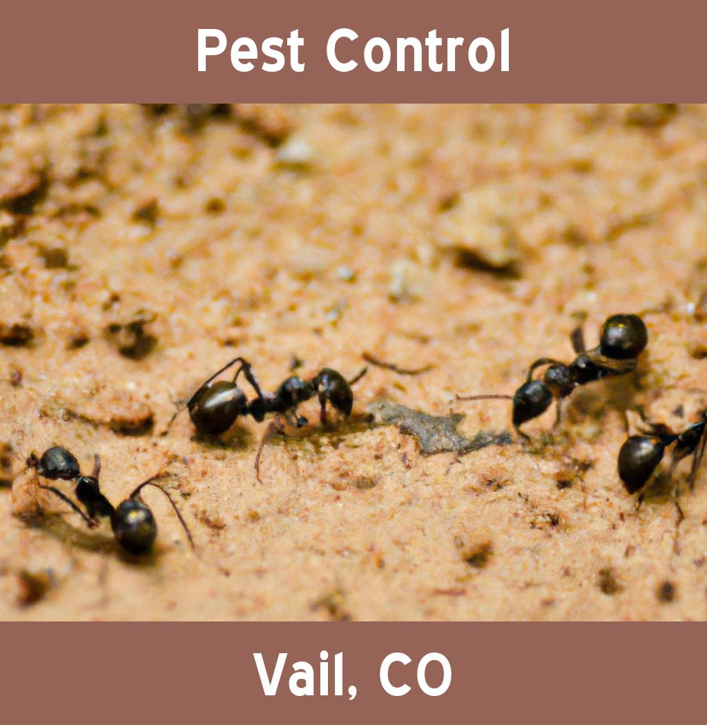 pest control in Vail Colorado
