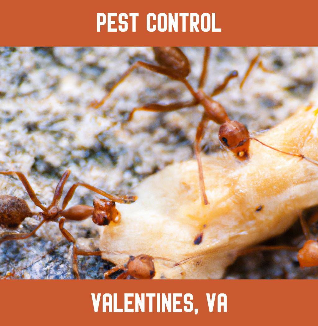 pest control in Valentines Virginia