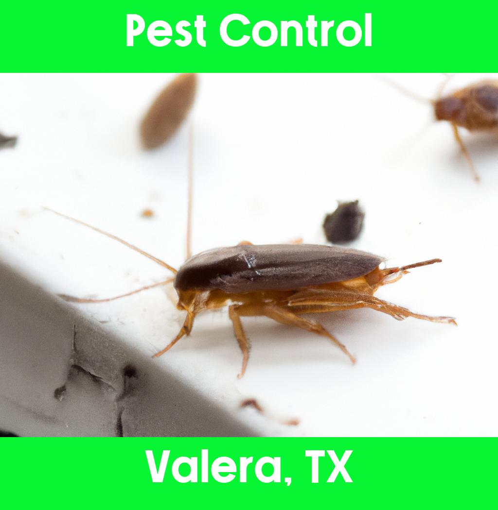 pest control in Valera Texas