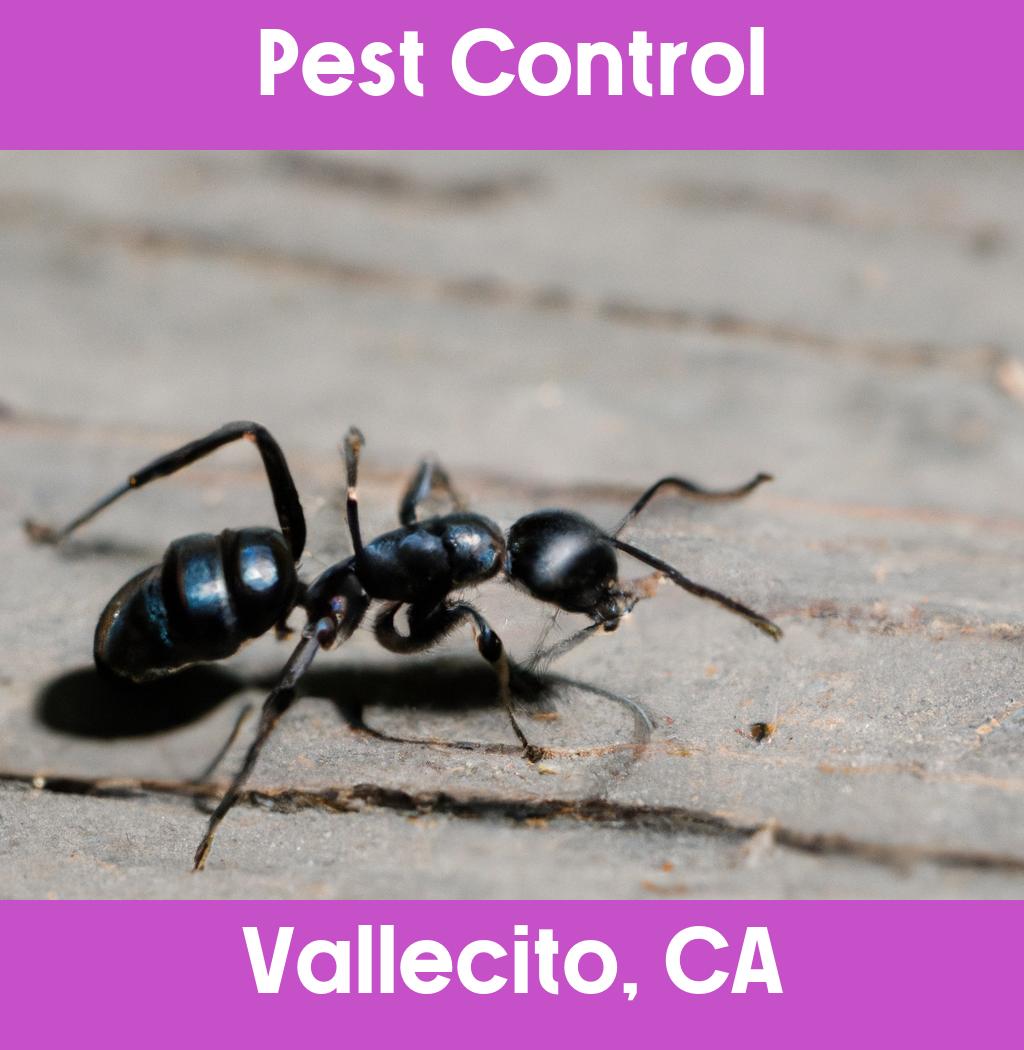 pest control in Vallecito California