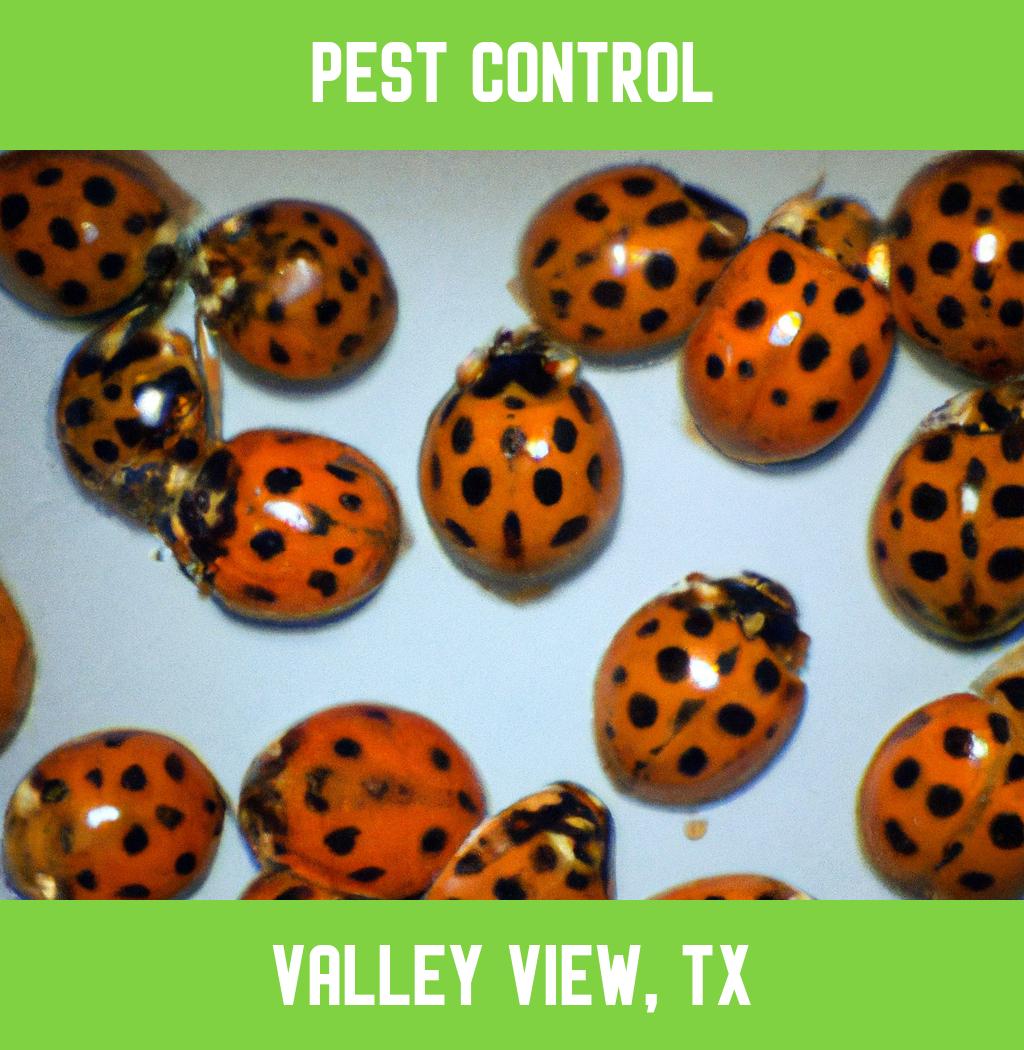 pest control in Valley View Texas