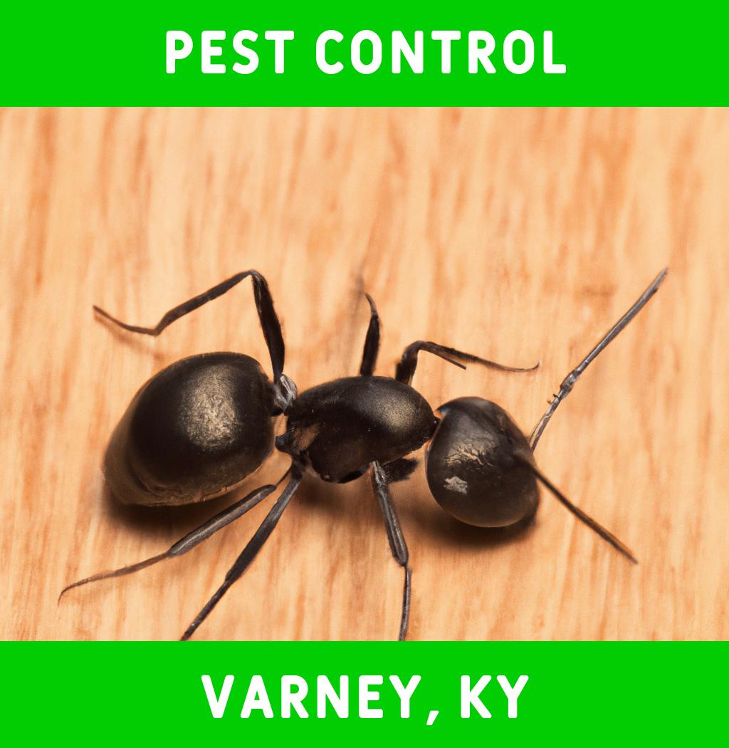 pest control in Varney Kentucky