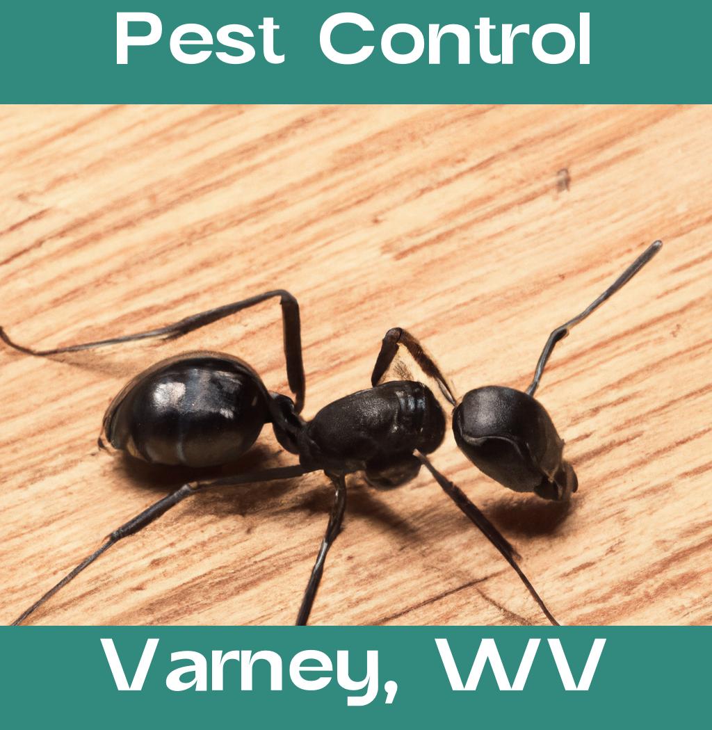 pest control in Varney West Virginia