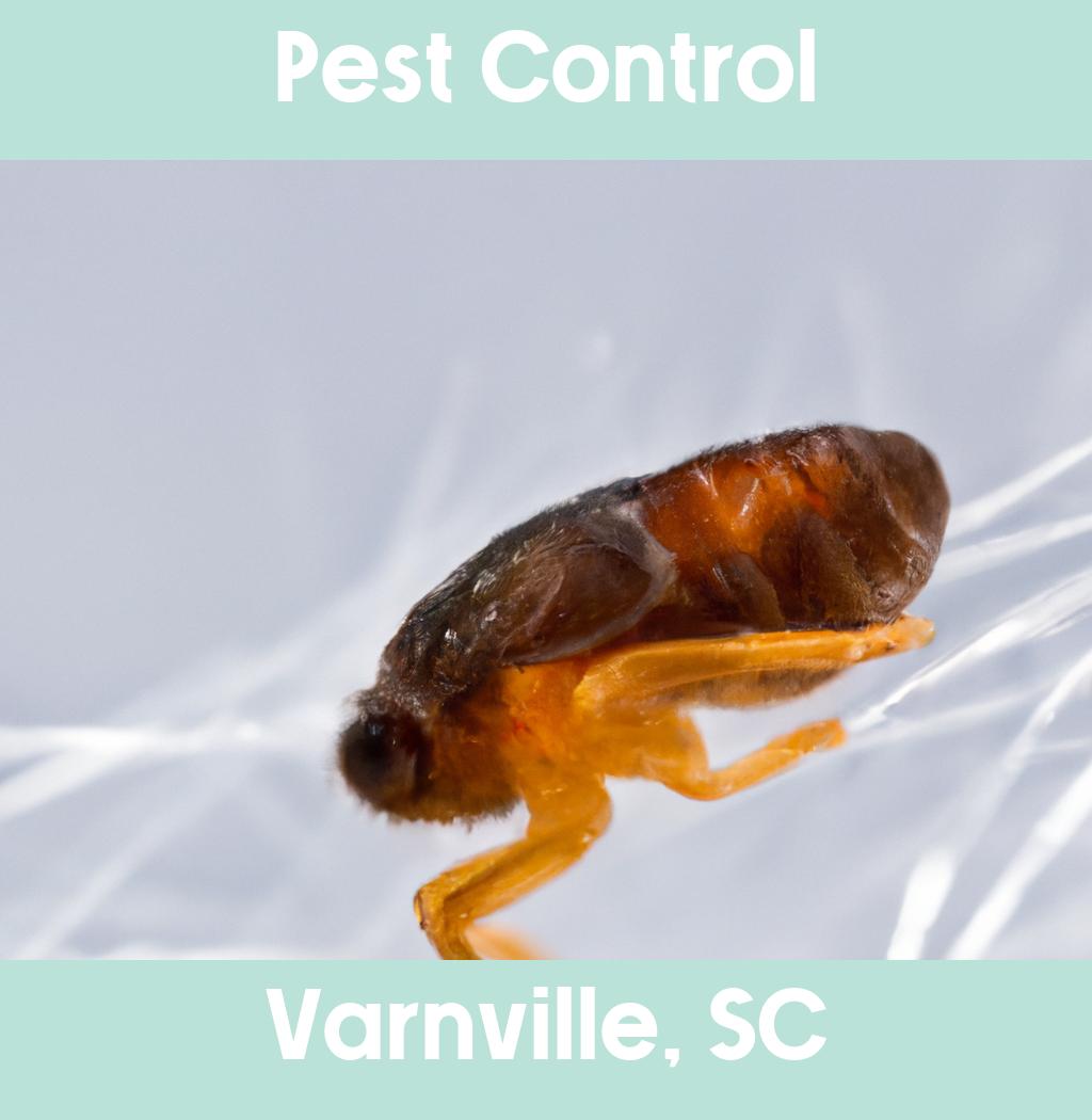 pest control in Varnville South Carolina