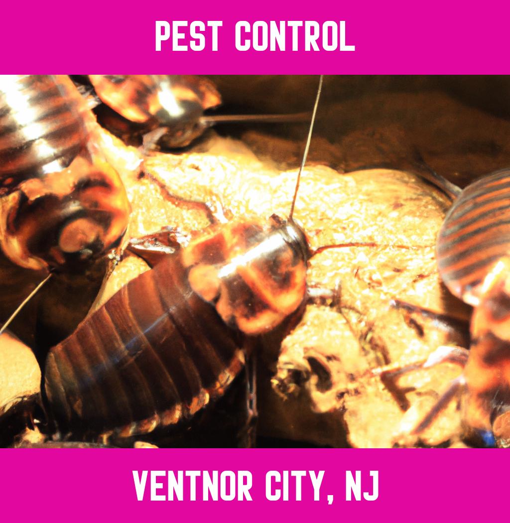 pest control in Ventnor City New Jersey