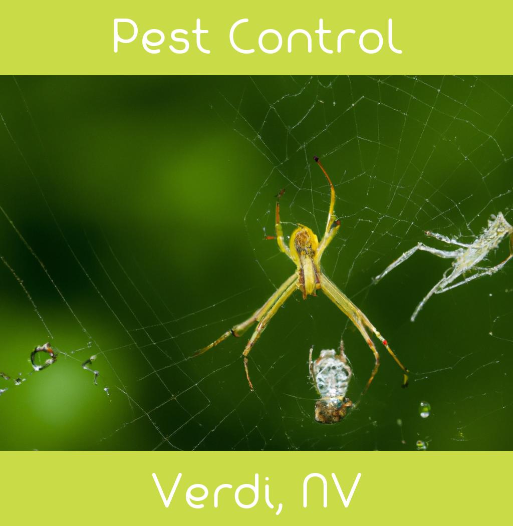 pest control in Verdi Nevada