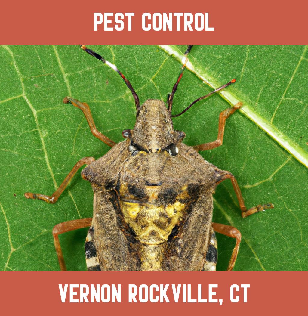 pest control in Vernon Rockville Connecticut