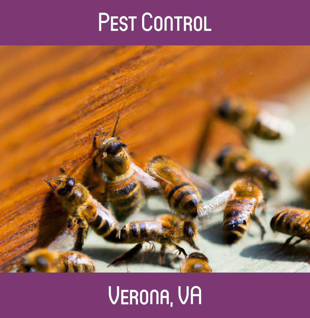 pest control in Verona Virginia