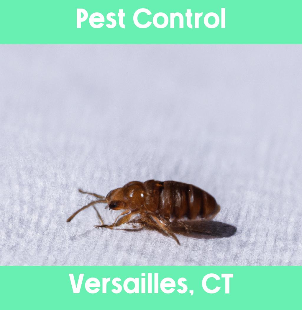 pest control in Versailles Connecticut