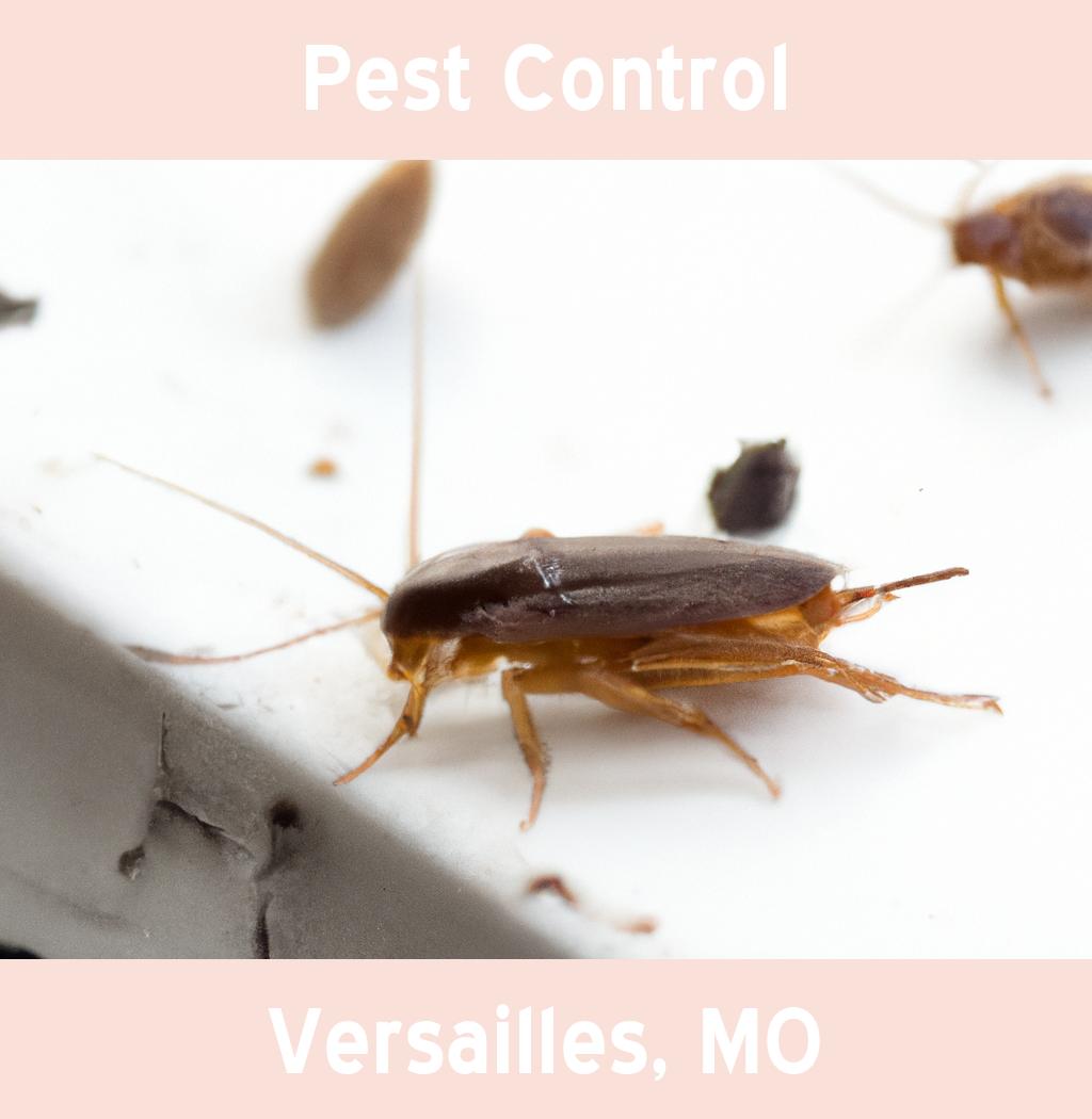 pest control in Versailles Missouri