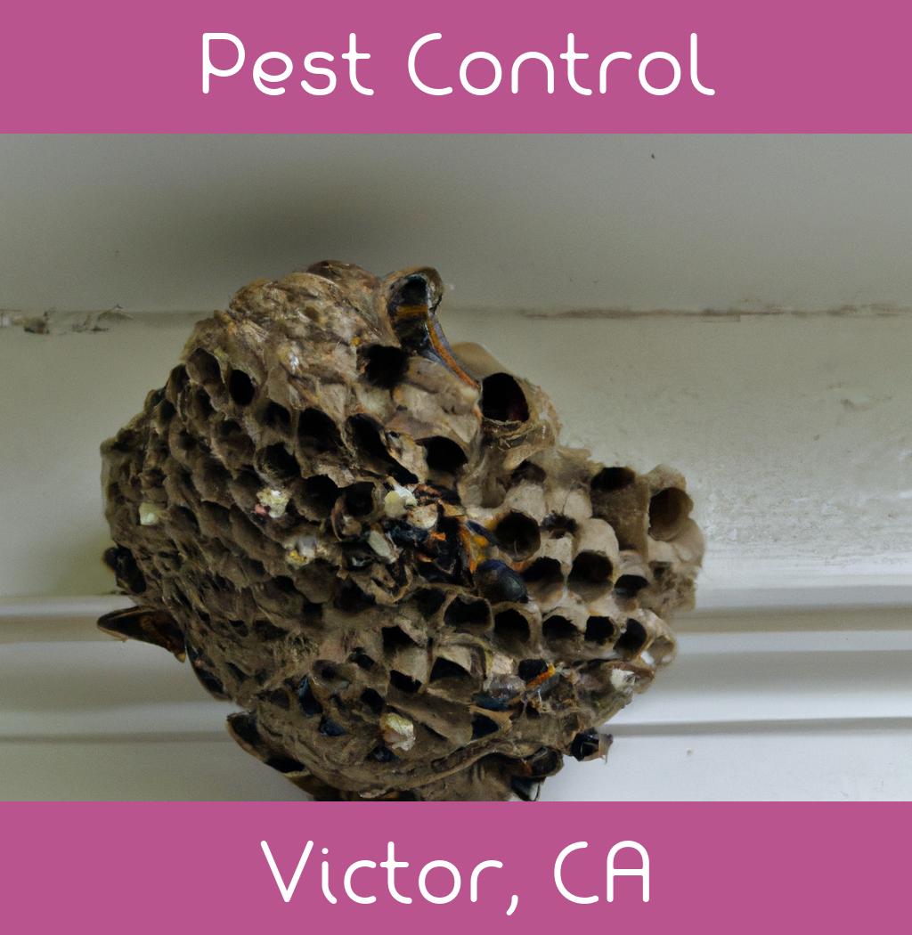 pest control in Victor California