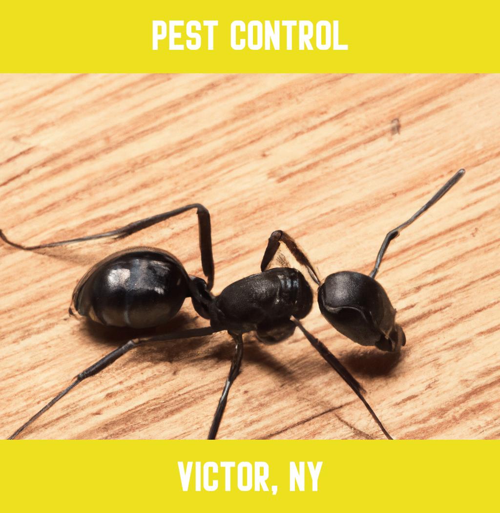 pest control in Victor New York