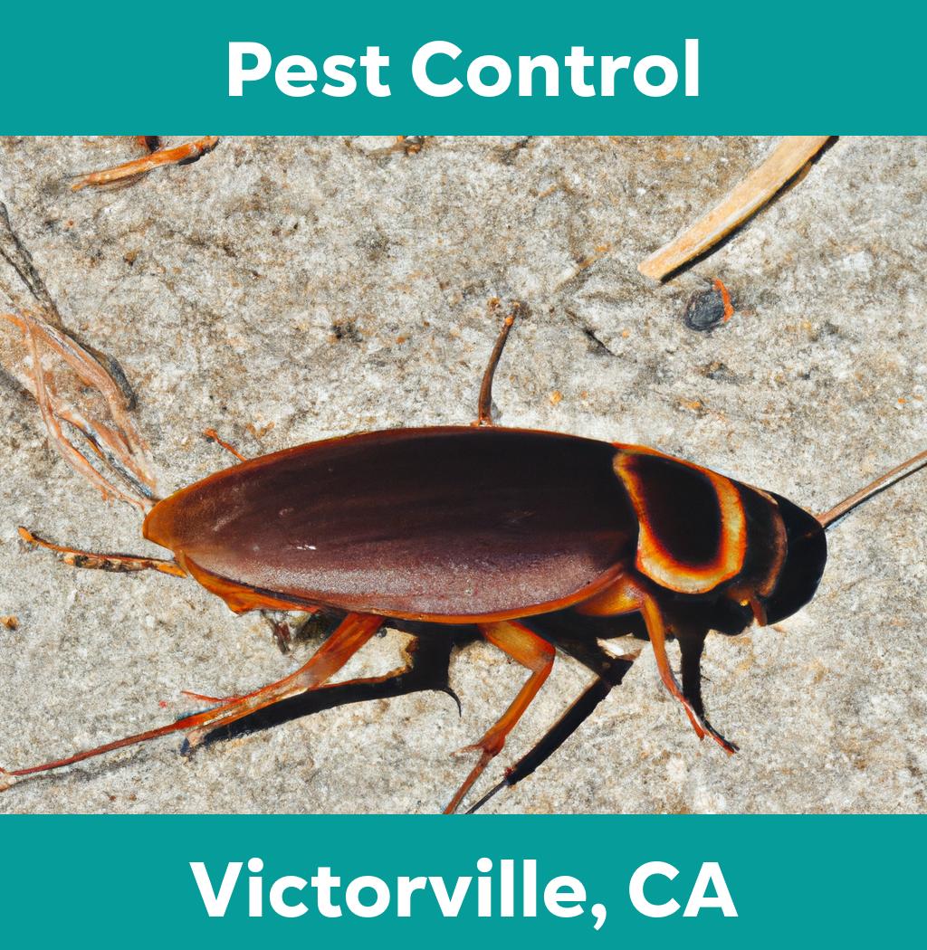pest control in Victorville California
