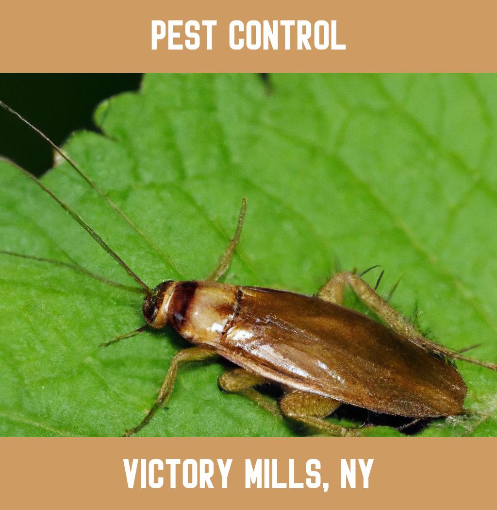 pest control in Victory Mills New York