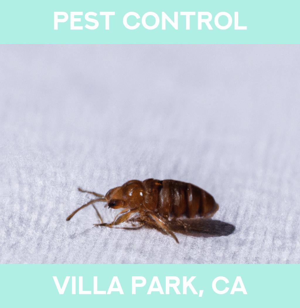 pest control in Villa Park California