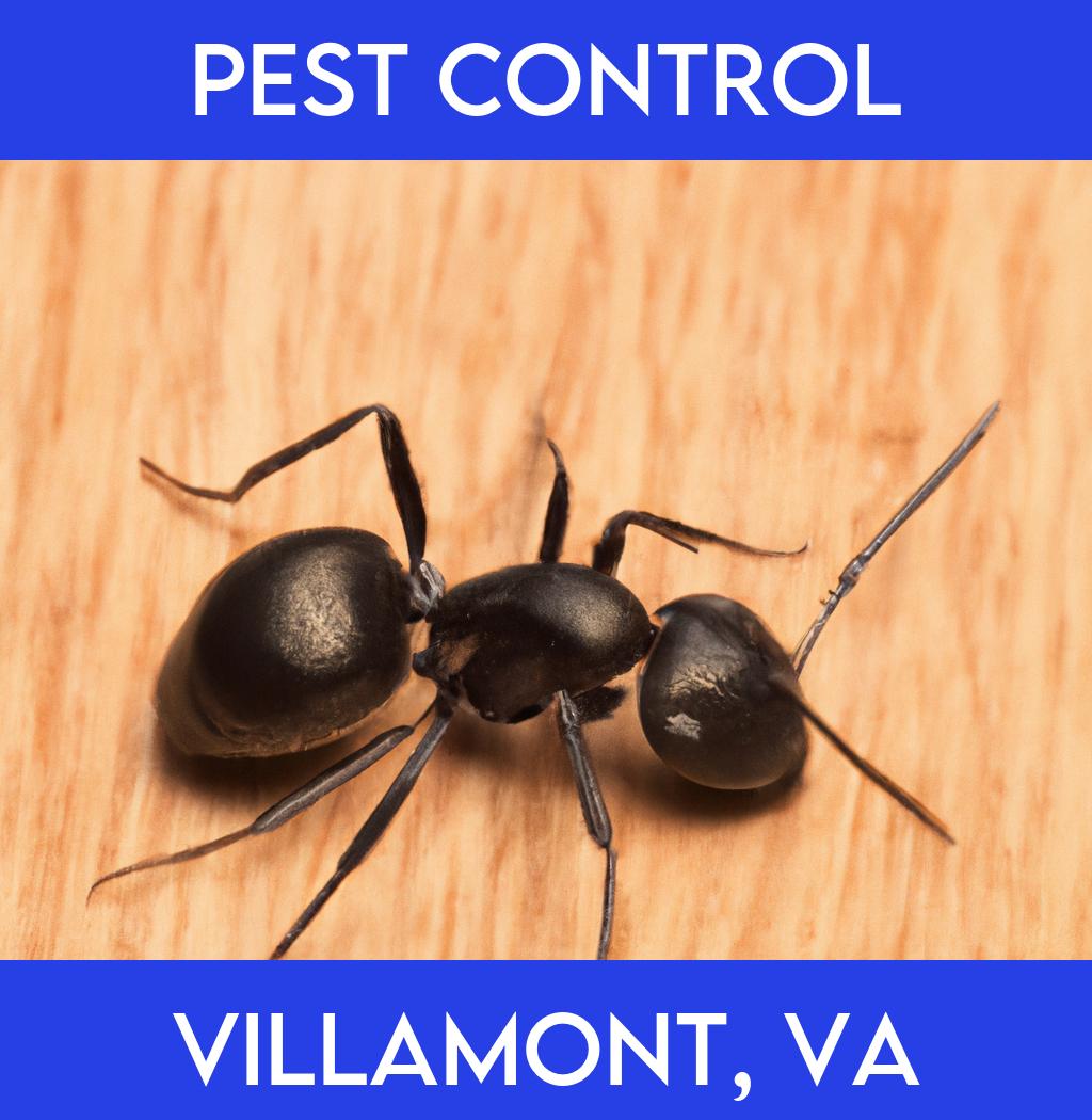 pest control in Villamont Virginia