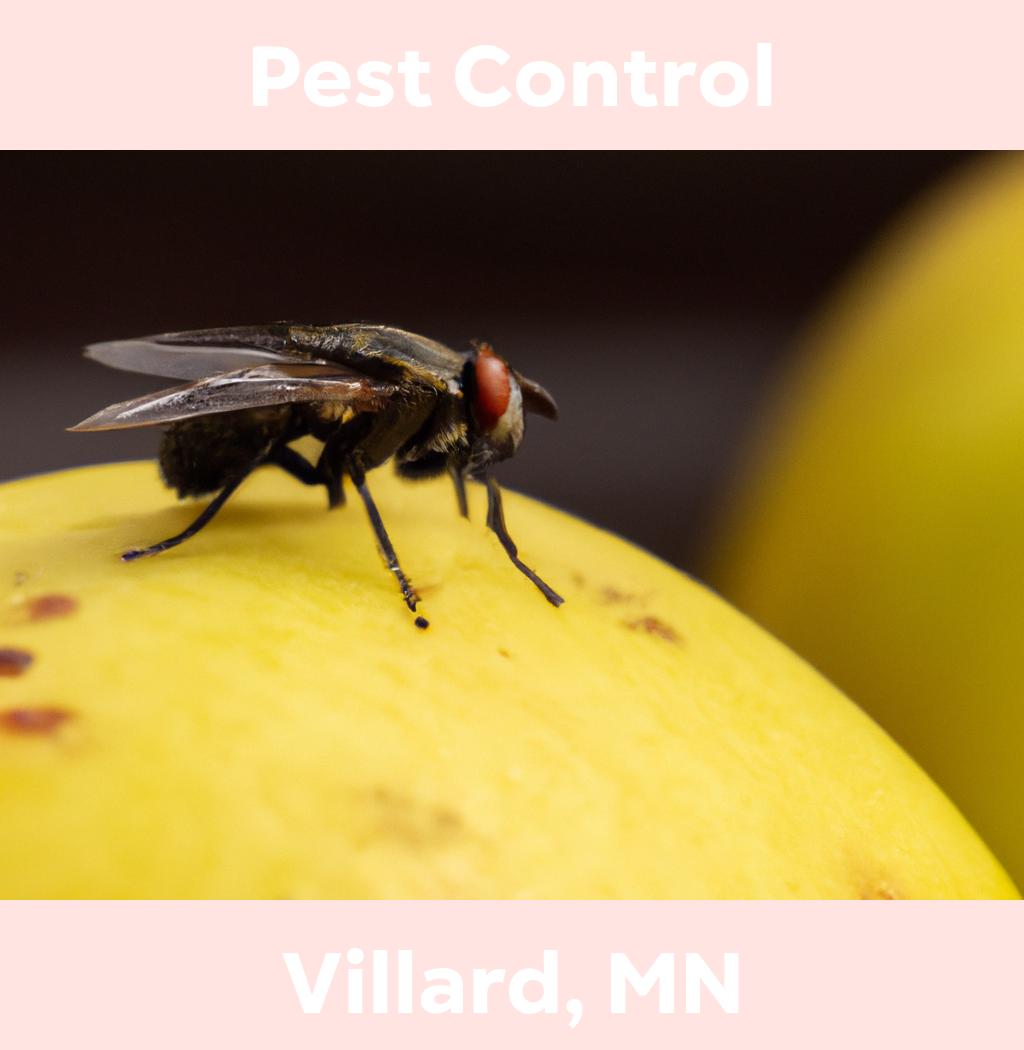 pest control in Villard Minnesota