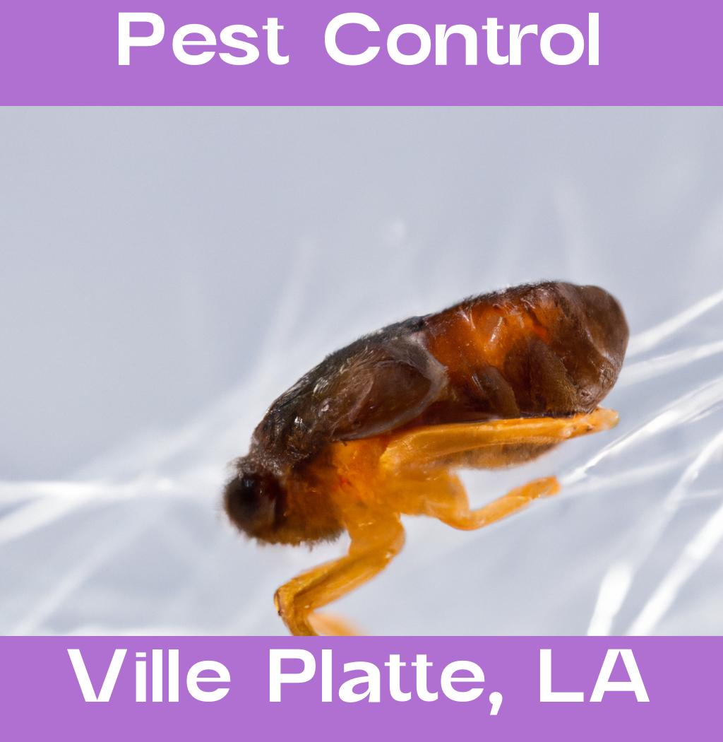 pest control in Ville Platte Louisiana