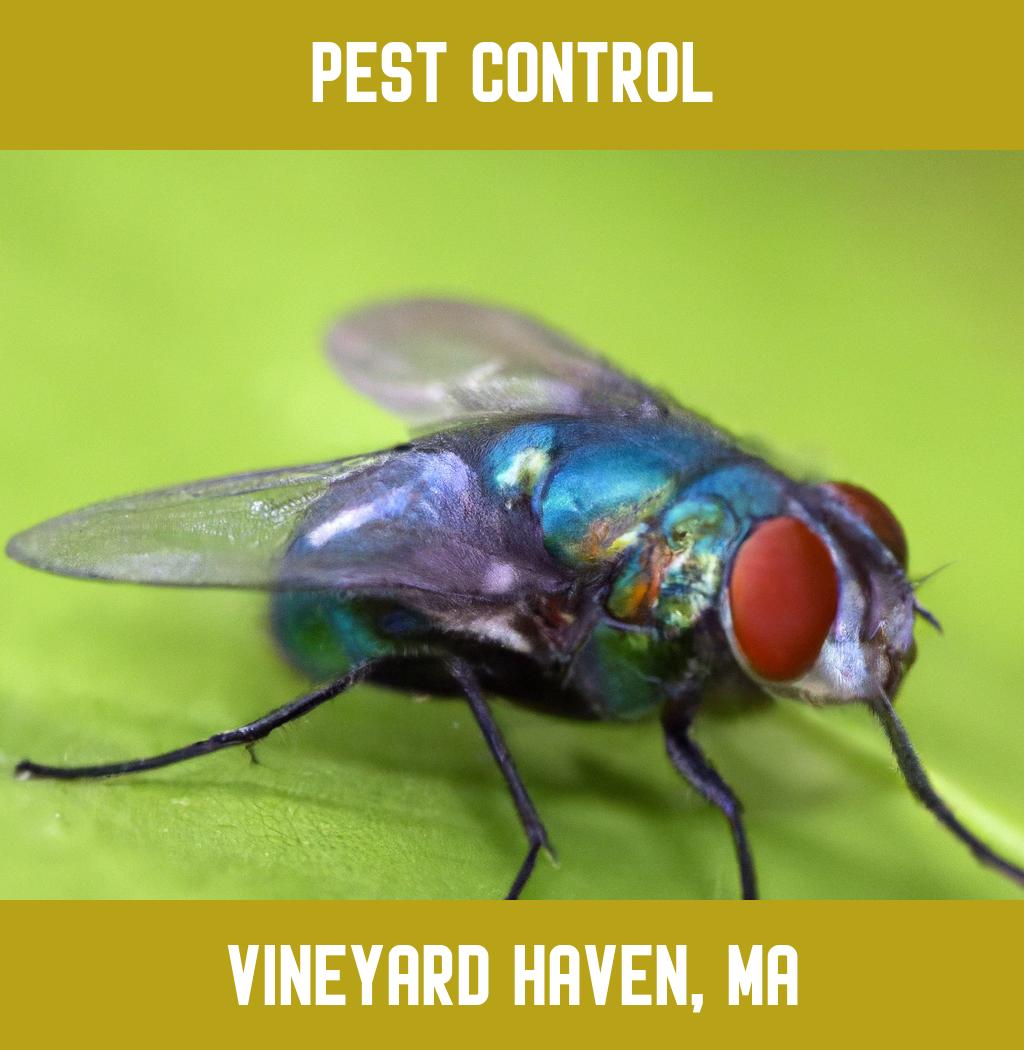 pest control in Vineyard Haven Massachusetts