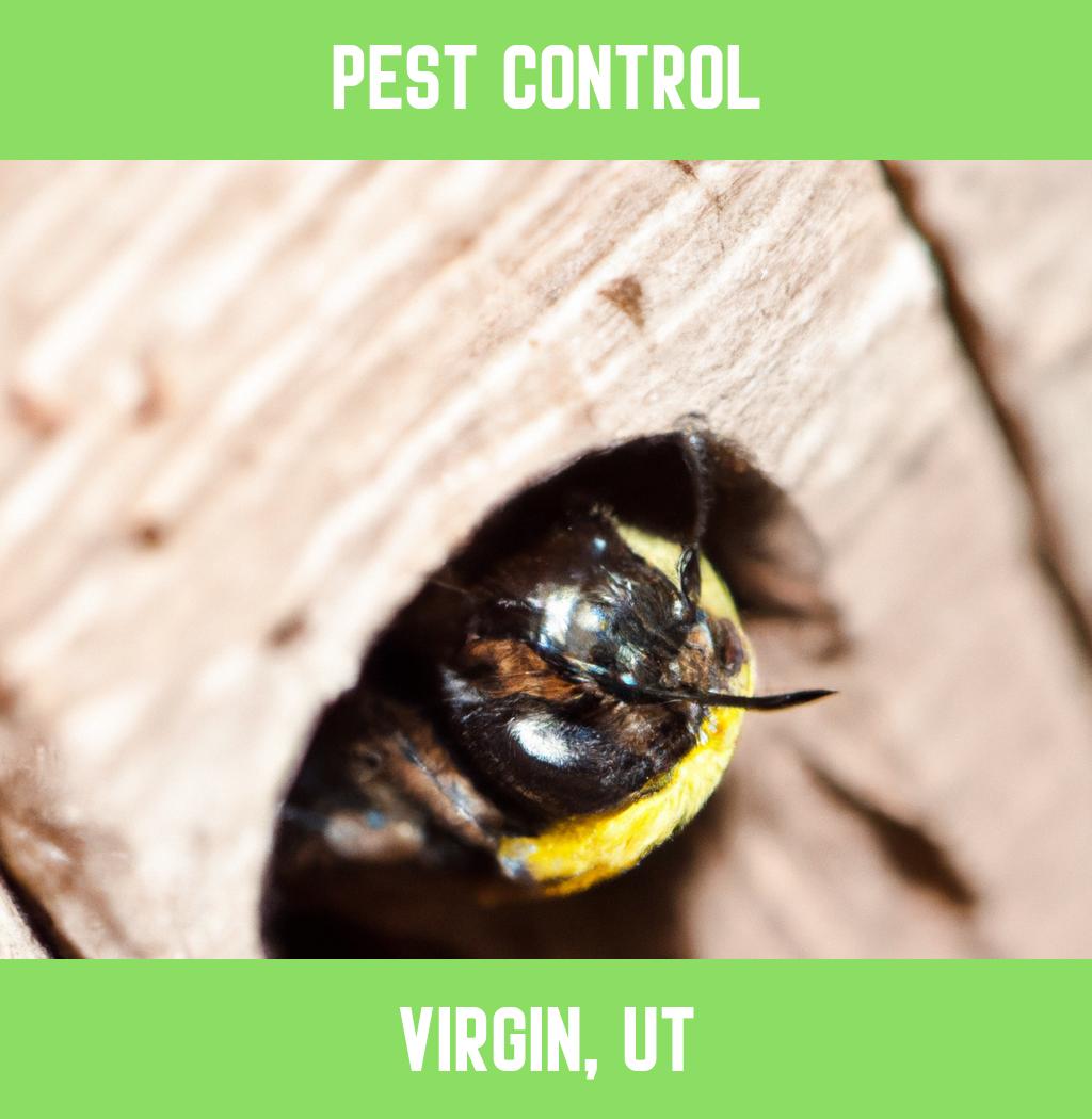 pest control in Virgin Utah