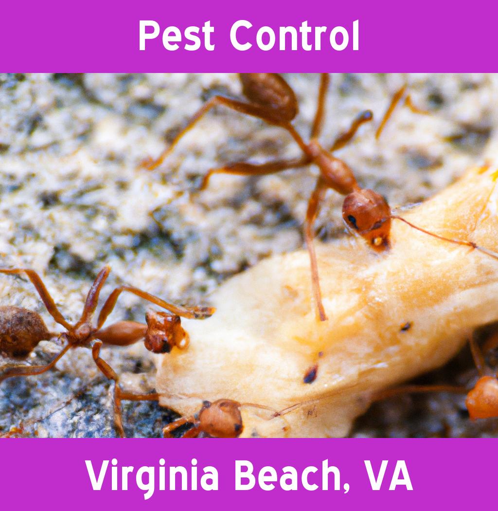 pest control in Virginia Beach Virginia