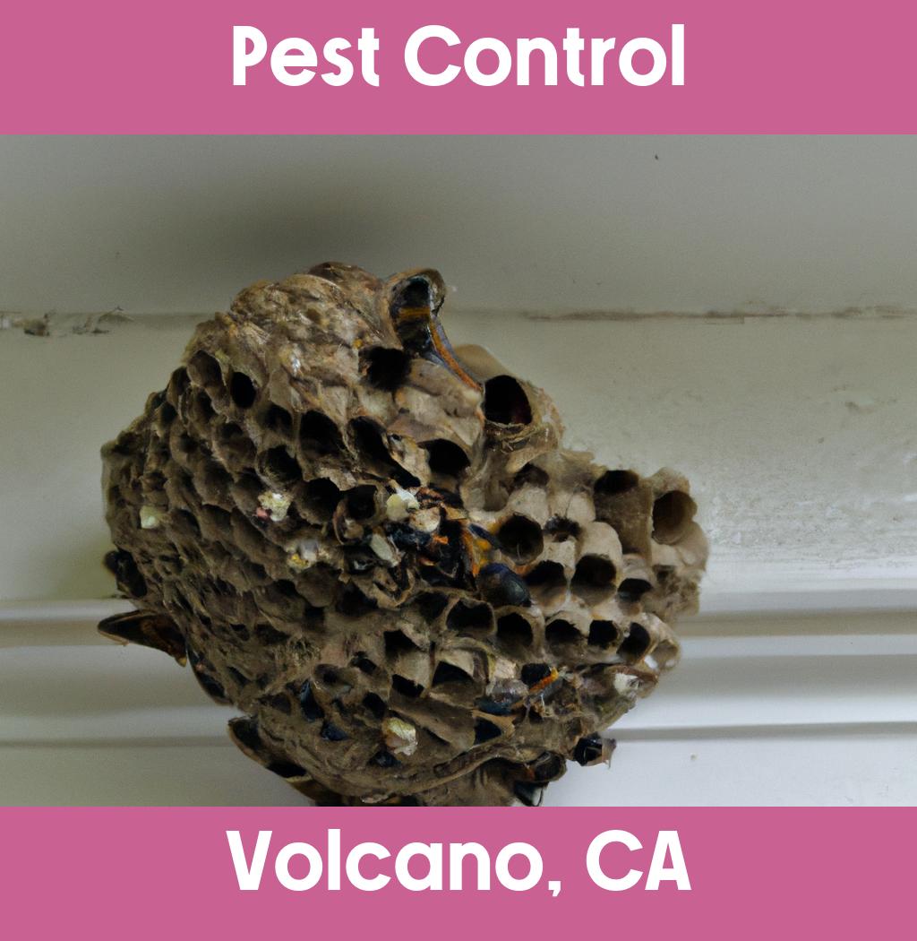 pest control in Volcano California