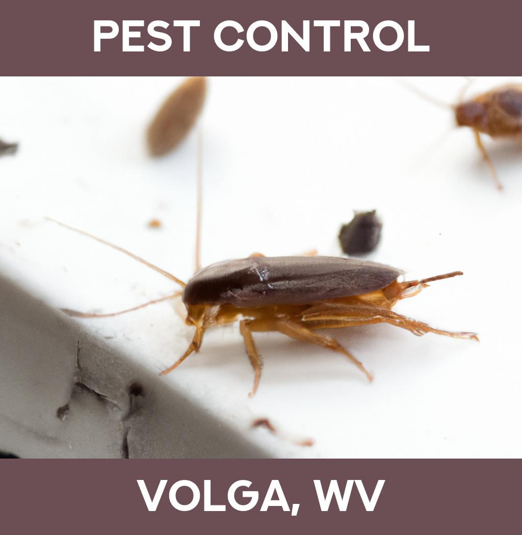 pest control in Volga West Virginia