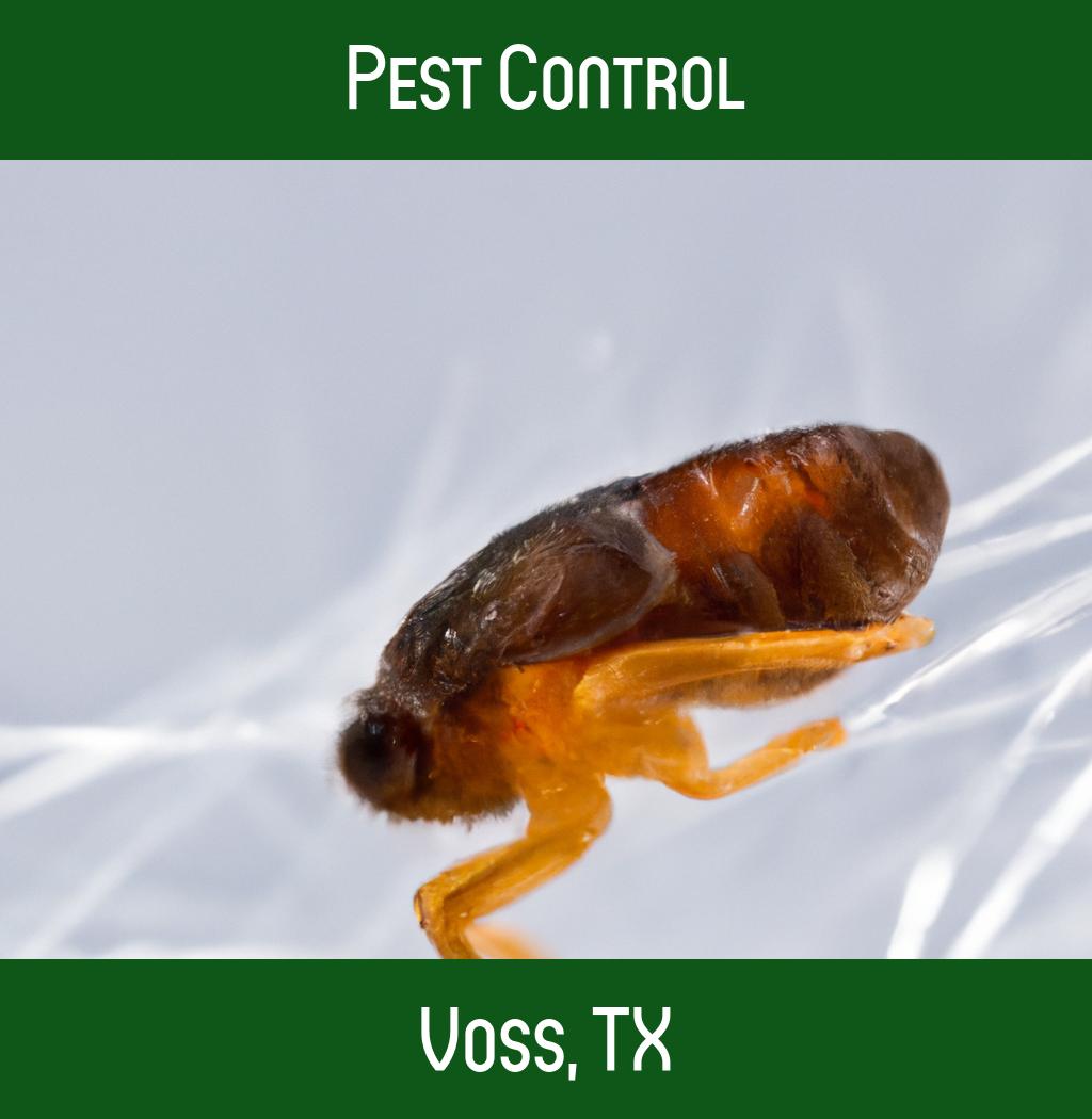 pest control in Voss Texas