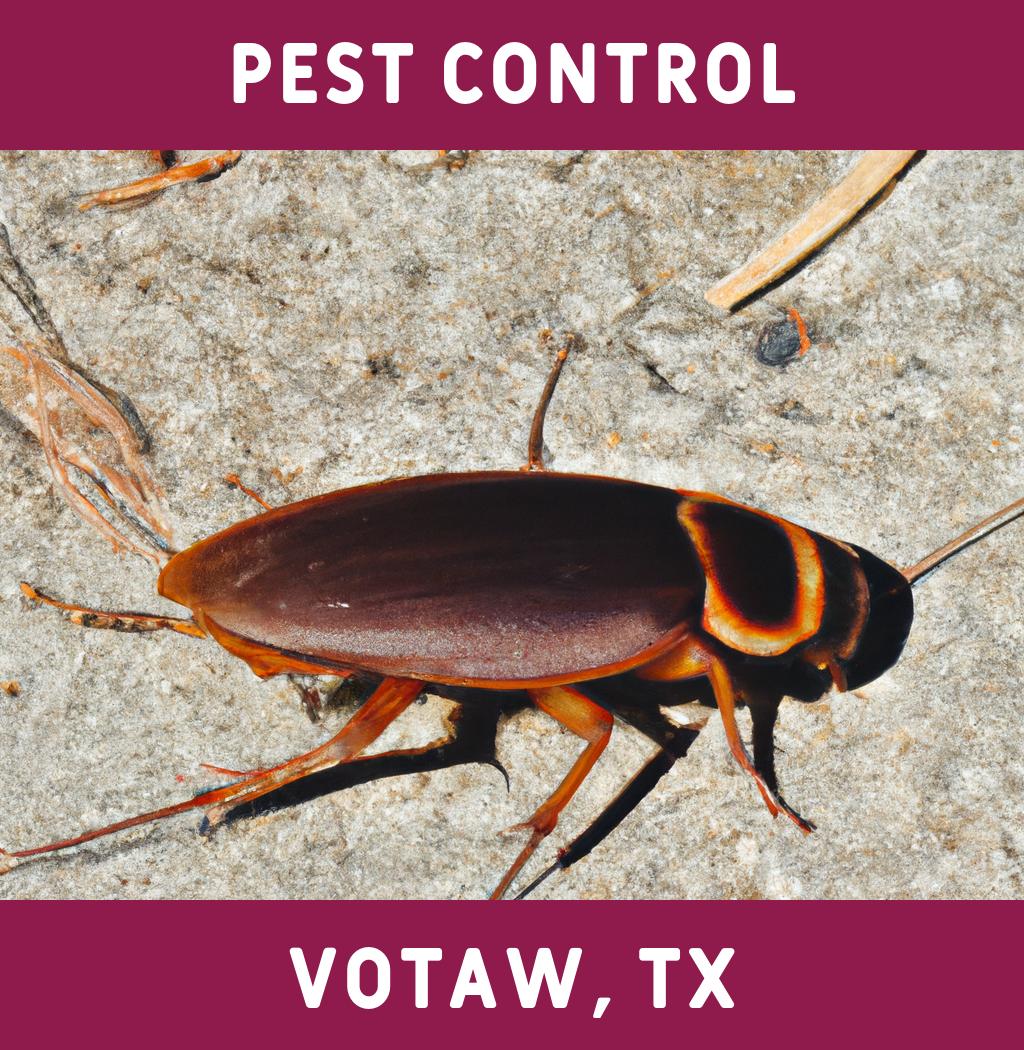 pest control in Votaw Texas