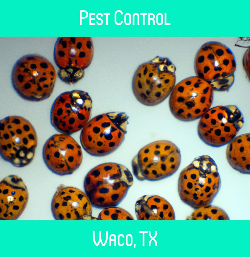 pest control in Waco Texas