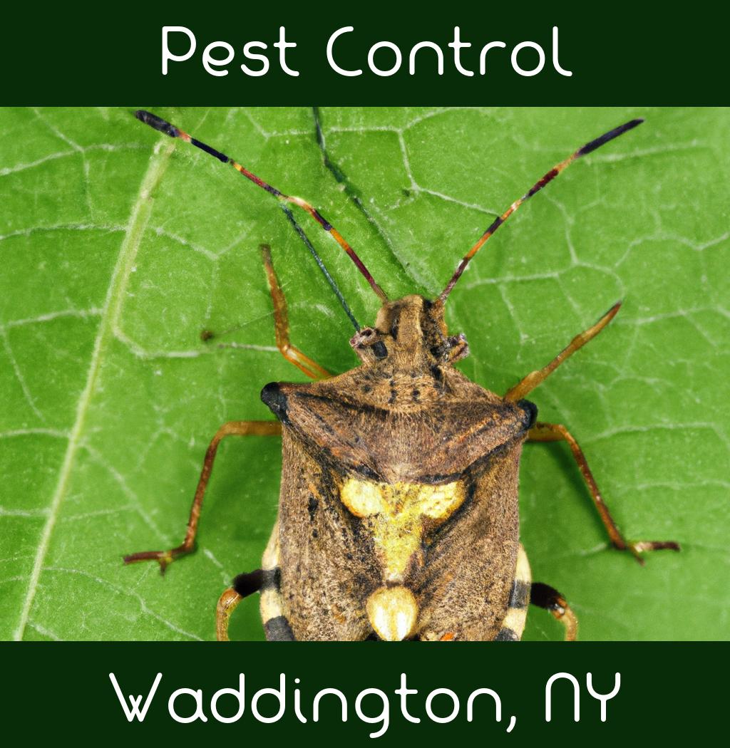 pest control in Waddington New York