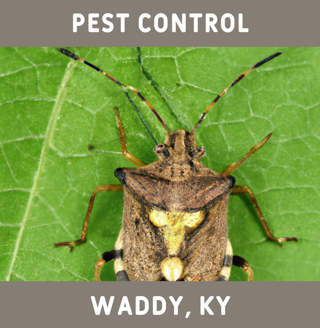 pest control in Waddy Kentucky
