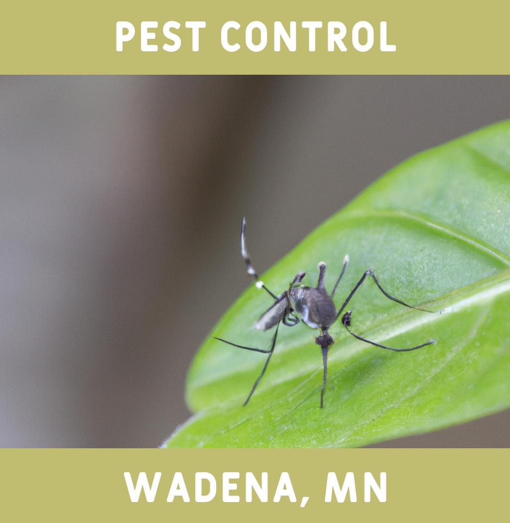 pest control in Wadena Minnesota