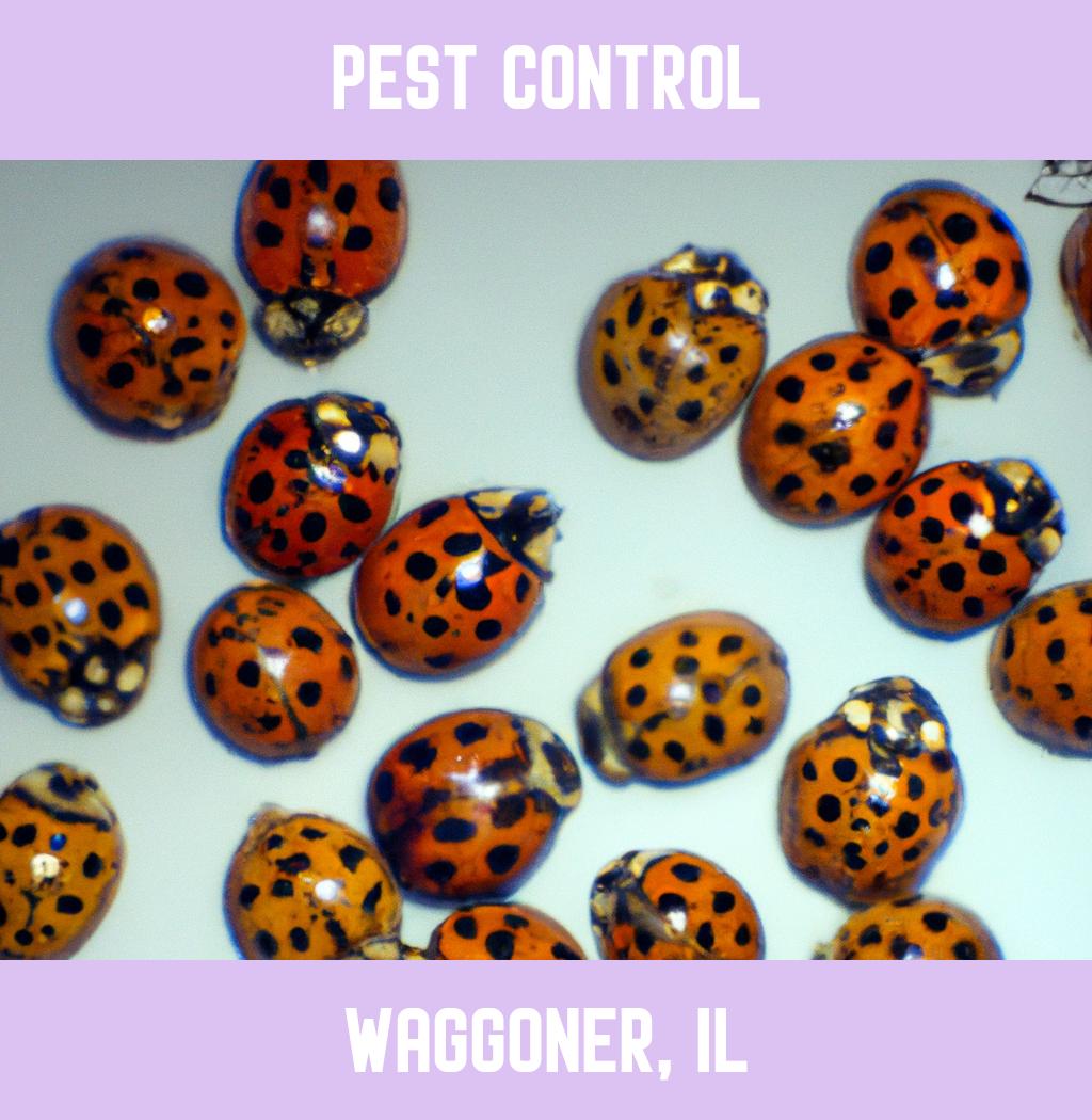 pest control in Waggoner Illinois