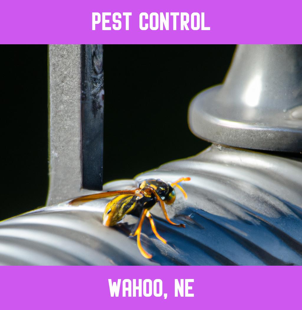 pest control in Wahoo Nebraska