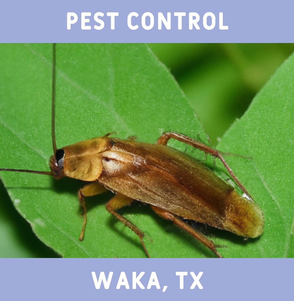 pest control in Waka Texas