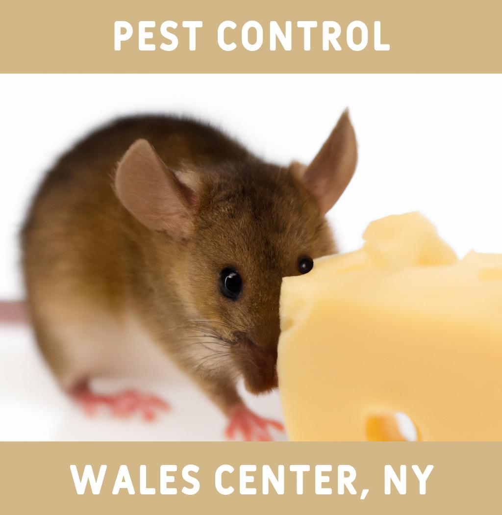 pest control in Wales Center New York