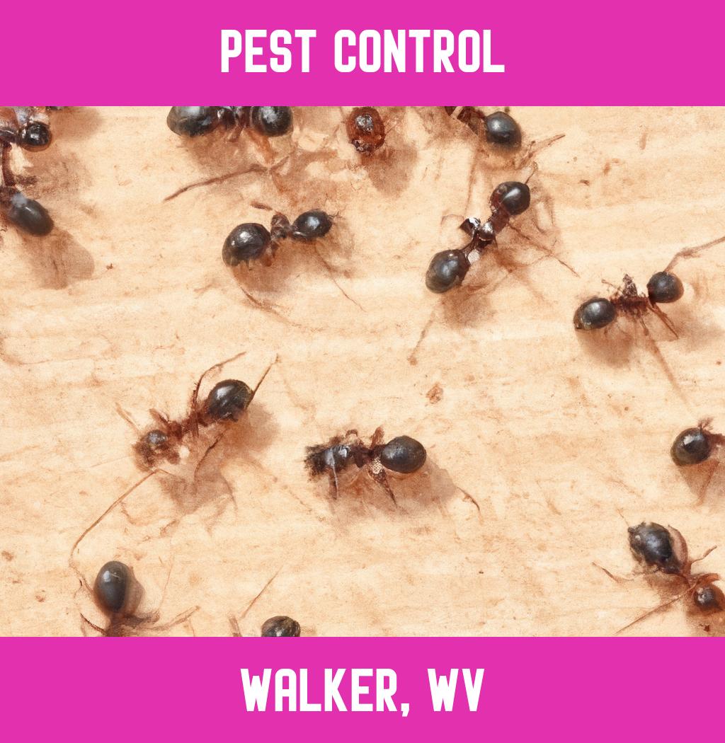 pest control in Walker West Virginia