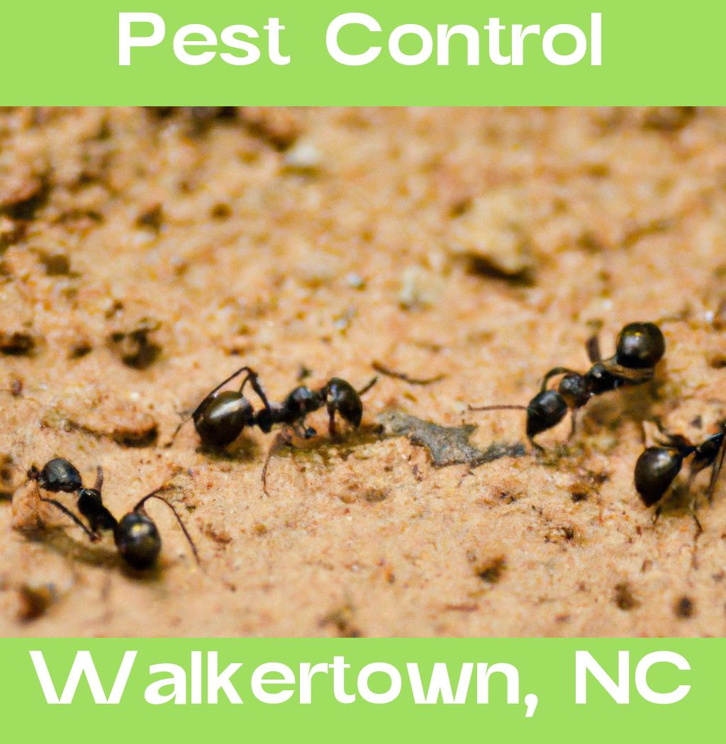 pest control in Walkertown North Carolina