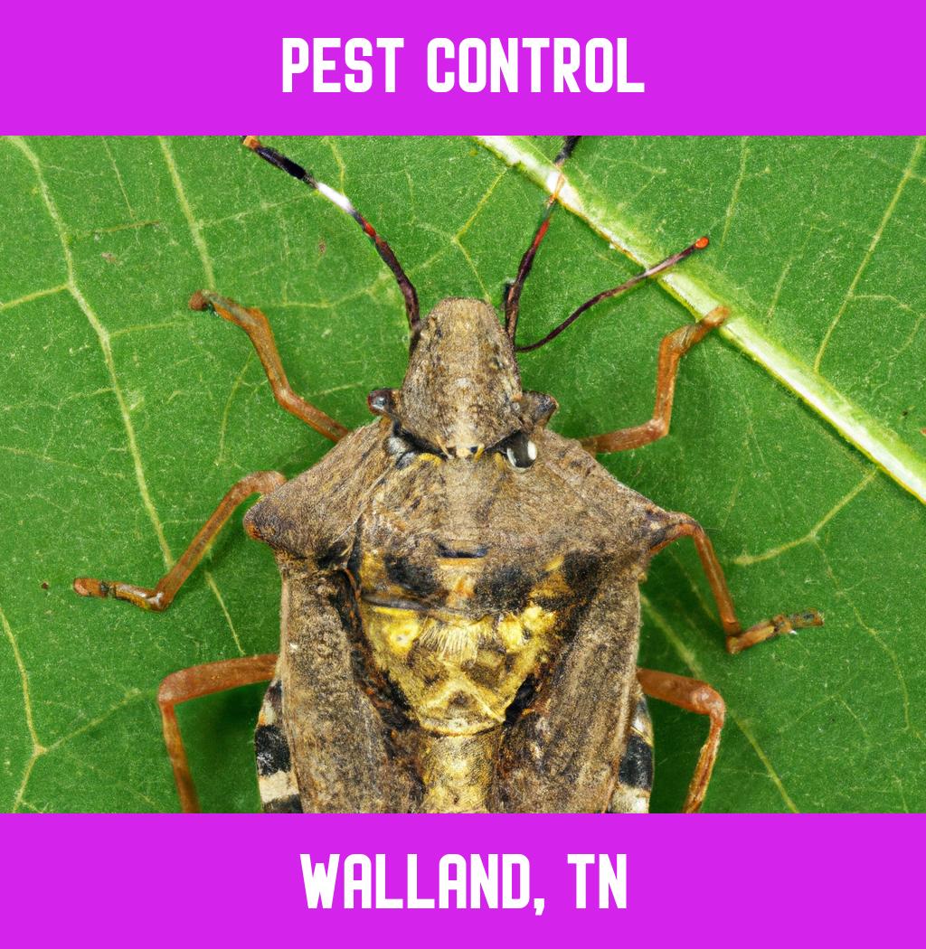 pest control in Walland Tennessee