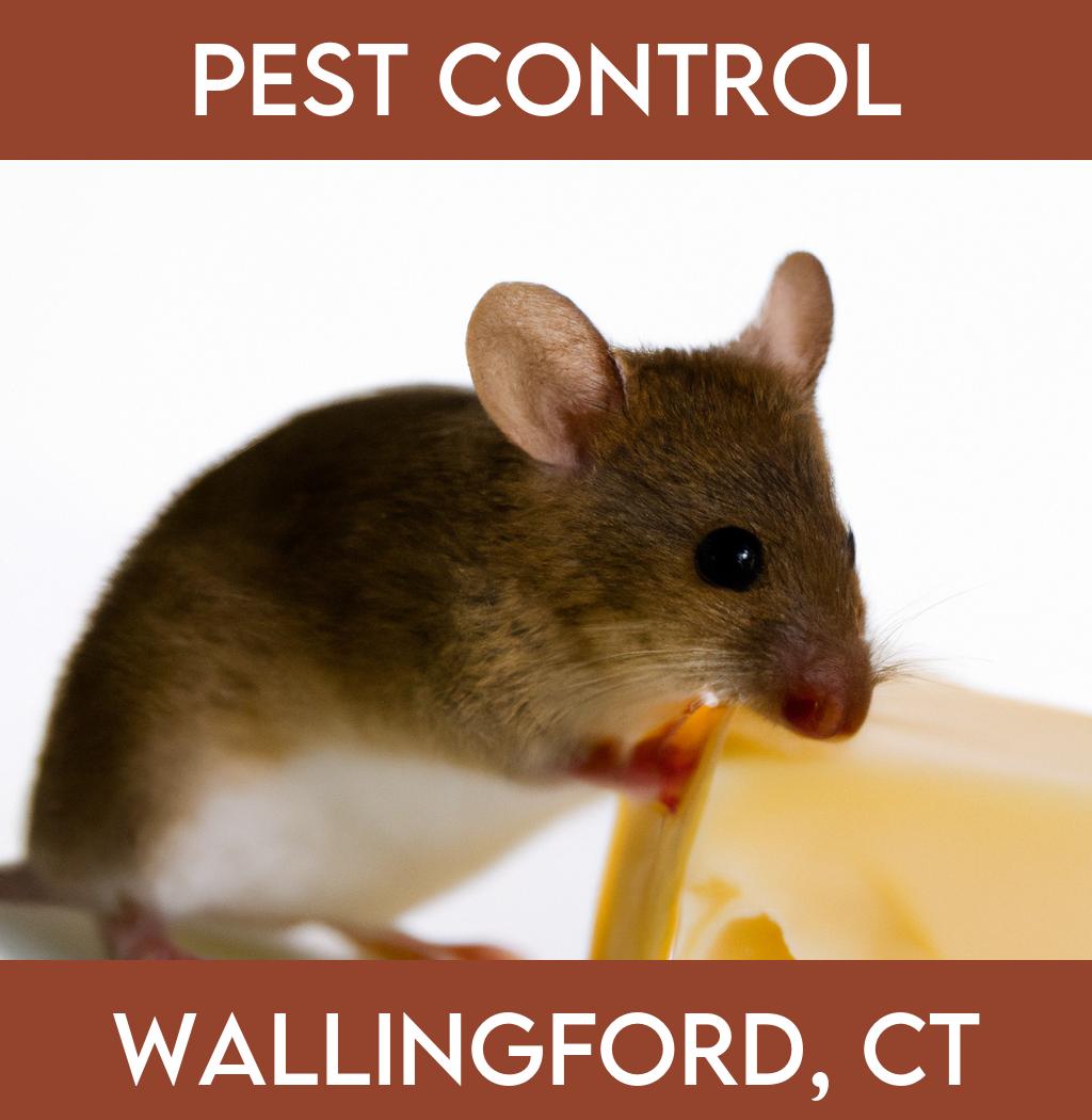 pest control in Wallingford Connecticut